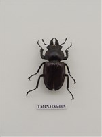 藏品(大圓翅鍬形蟲)的圖片